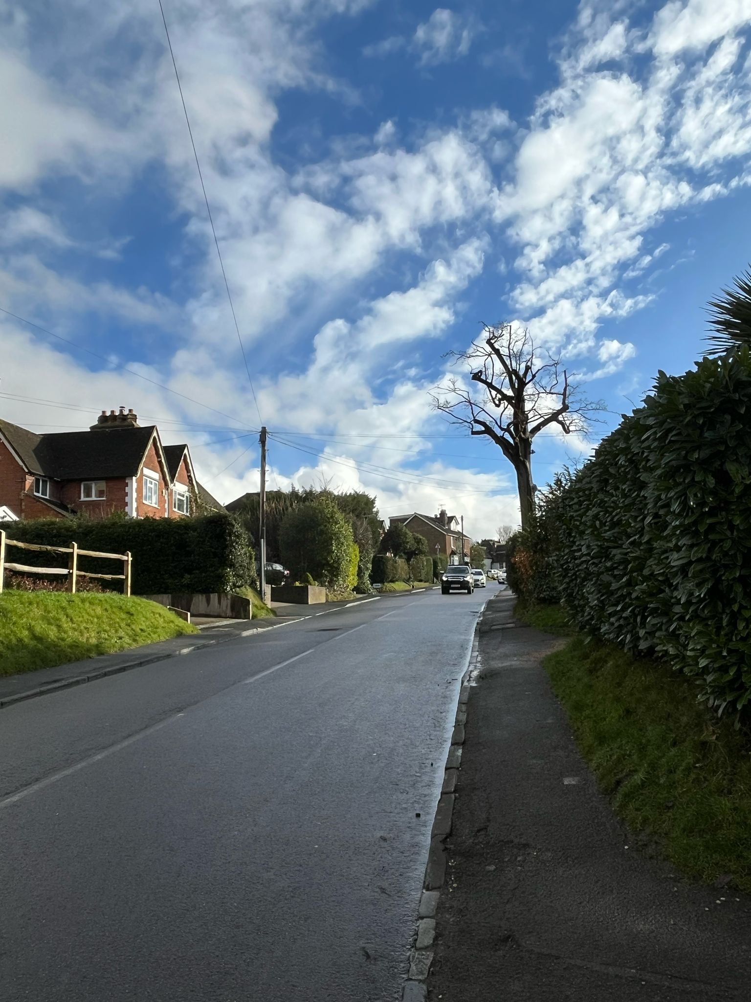 Buildings lined along a green and leafy street with cars approaching.
